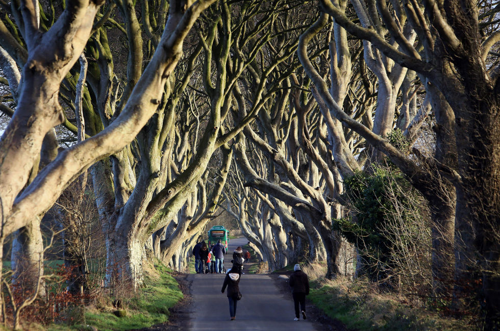 The Dark Hedges مزار سياحي في ايرلندا