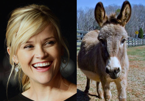 a98880_Reese-Witherspoon-Donkeys