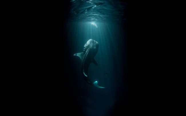 320605-Fantasy_Whale_Black_Fish_Underwater_Ocean_153826_2560x1600-650-fe3631a79c-1484729734