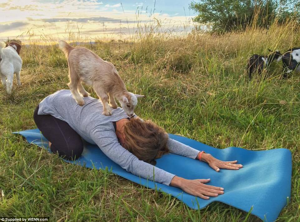 40C8720A00000578-4543200-Goat_yoga_at_the_No_Regrets_Farm_in_Willamette_Valley_Oregon_whe-a-21_1495758539580