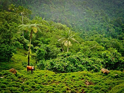 scenery-in-samoa