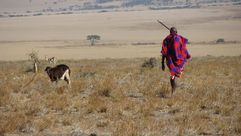 800px-Maasai_man,_Eastern_Serengeti,_October_2006