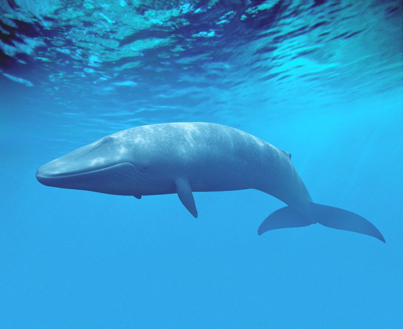 Amazing-Blue-whale