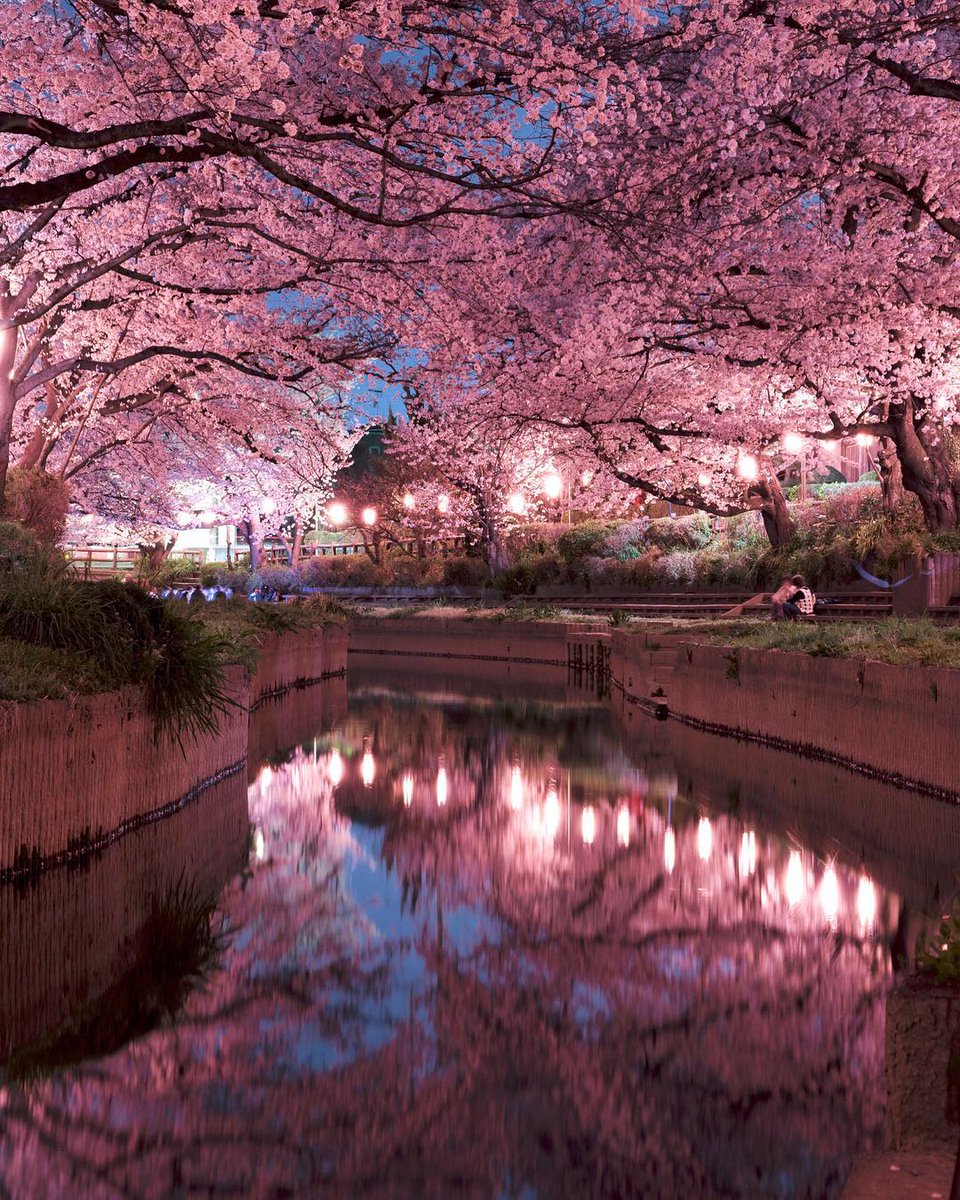 صور أشجار الكرز اليابانية تزهر مبكرا بسبب الأعاصير عين