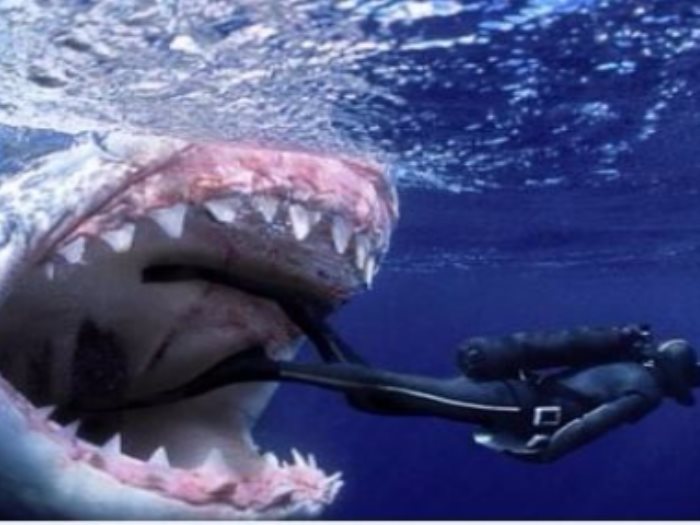 التريلر الأول من فيلم The Meg يقترب من المليون مشاهدة فى ساعات عين