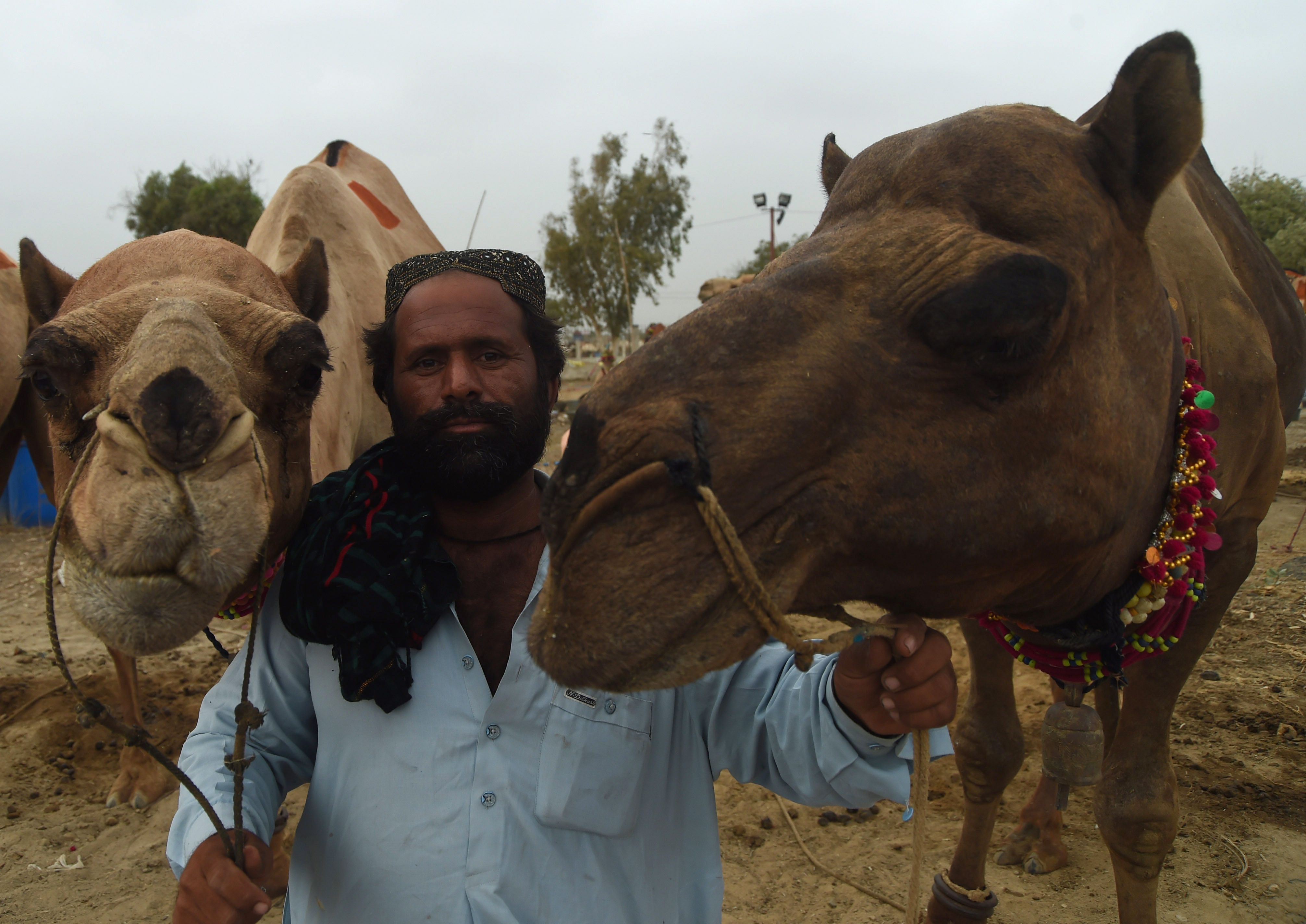 -سوق-الماشية-فى-باكستان