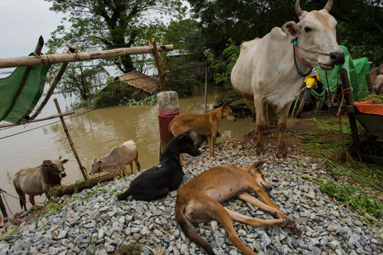 نزوح 150 ألف شخص من منازلهم بسبب الفيضانات فى ميانمار (1)