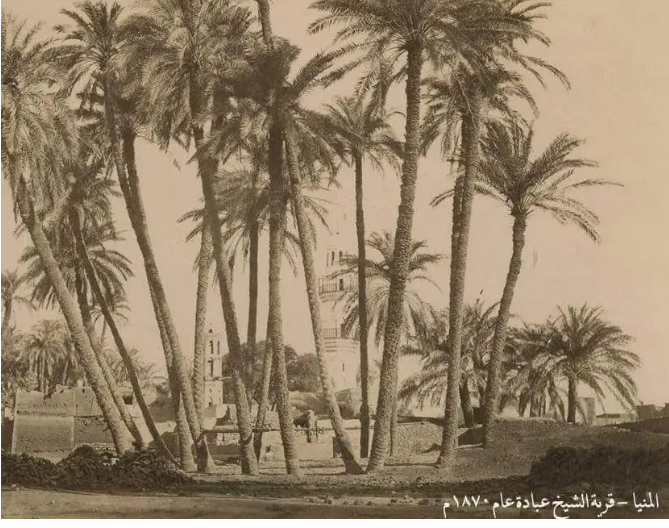 المنيا قرية الشيخ عبادة