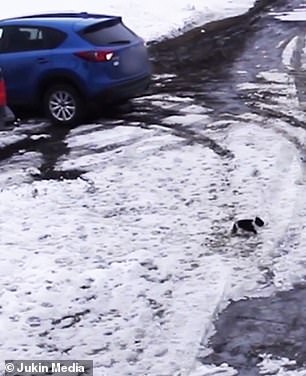 كلب ينقذ جرو من الموت دهسا بالسيارة  (3)