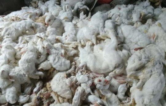وفاة 10 آلاف ارنب بسبب الألعاب النارية