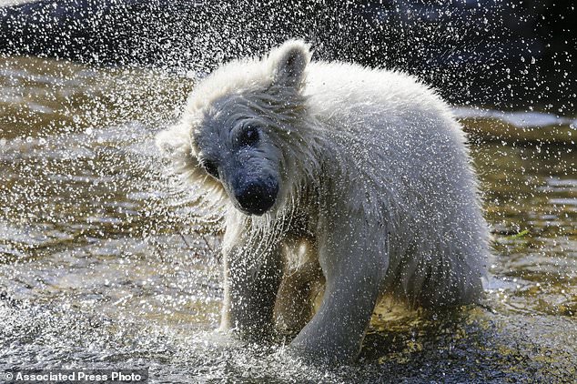 الدبة القطبية هيرتا تتفاعل مع المياه