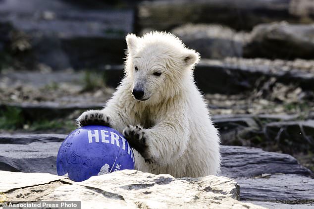 هيرتا الاسم الجديد لأخر الدببة القطبية فى المانيا