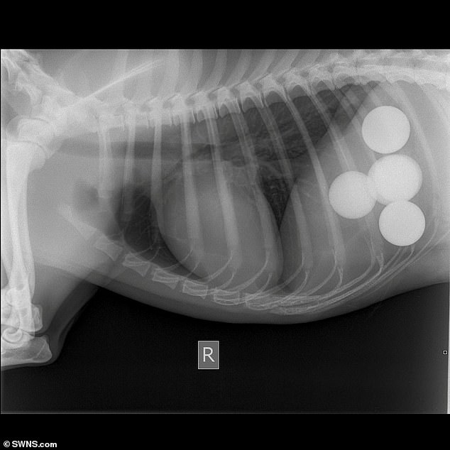 نجاة كلب بجراحة بعد ابتلاع 4 كرات جولف (3)