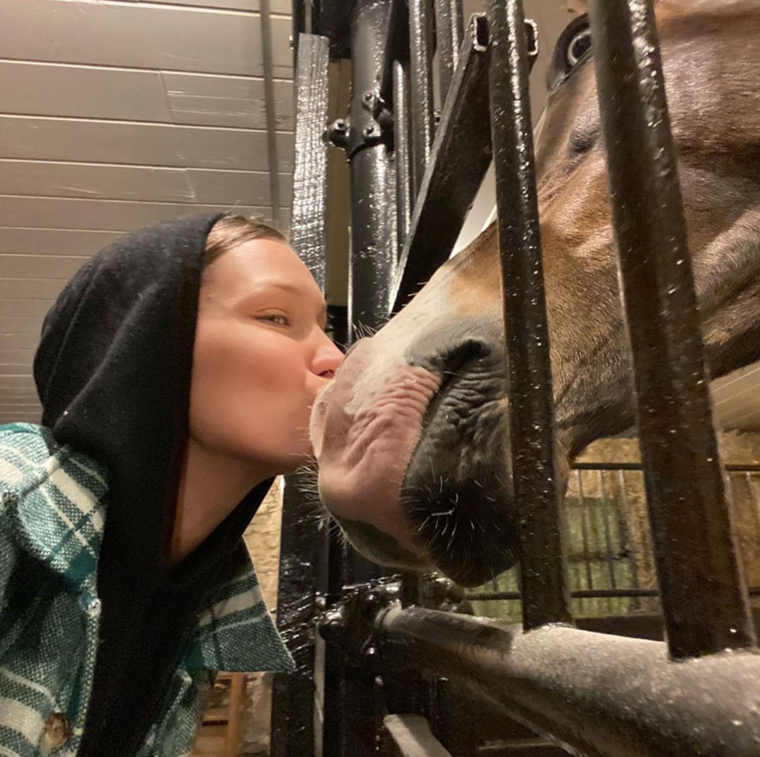 قبلة بيلا حديد للحصان