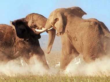 صراع فيلة أفريقية