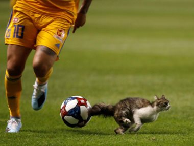 قطة تقتحم إحدى المباريات