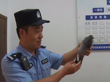 الحمام الزاجل بعد وقوعه فى يد الشرطة الصينية