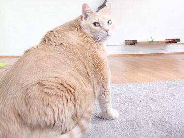 قط سمين