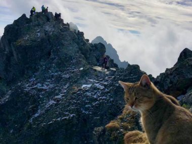 قطة فوق قمة الجبل
