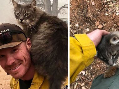 إنقاذ قطة من حرائق كاليفورنيا