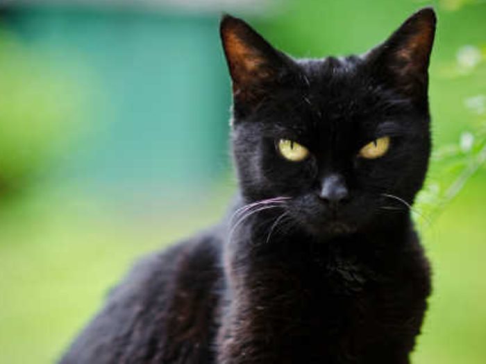 خرافات القطة السوداء
