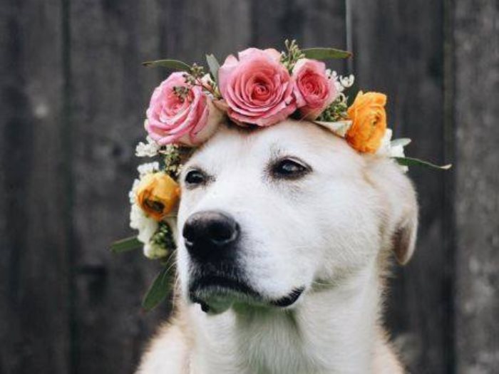 كلب يرتدى طوقا من الزهور
