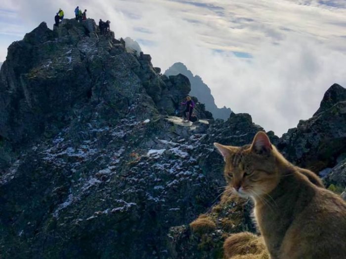 قطة فوق قمة الجبل
