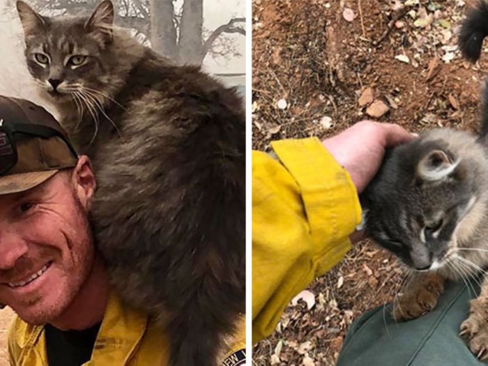 إنقاذ قطة من حرائق كاليفورنيا