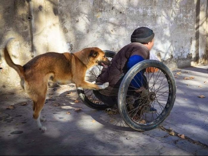 كلب يساعد صاحبه